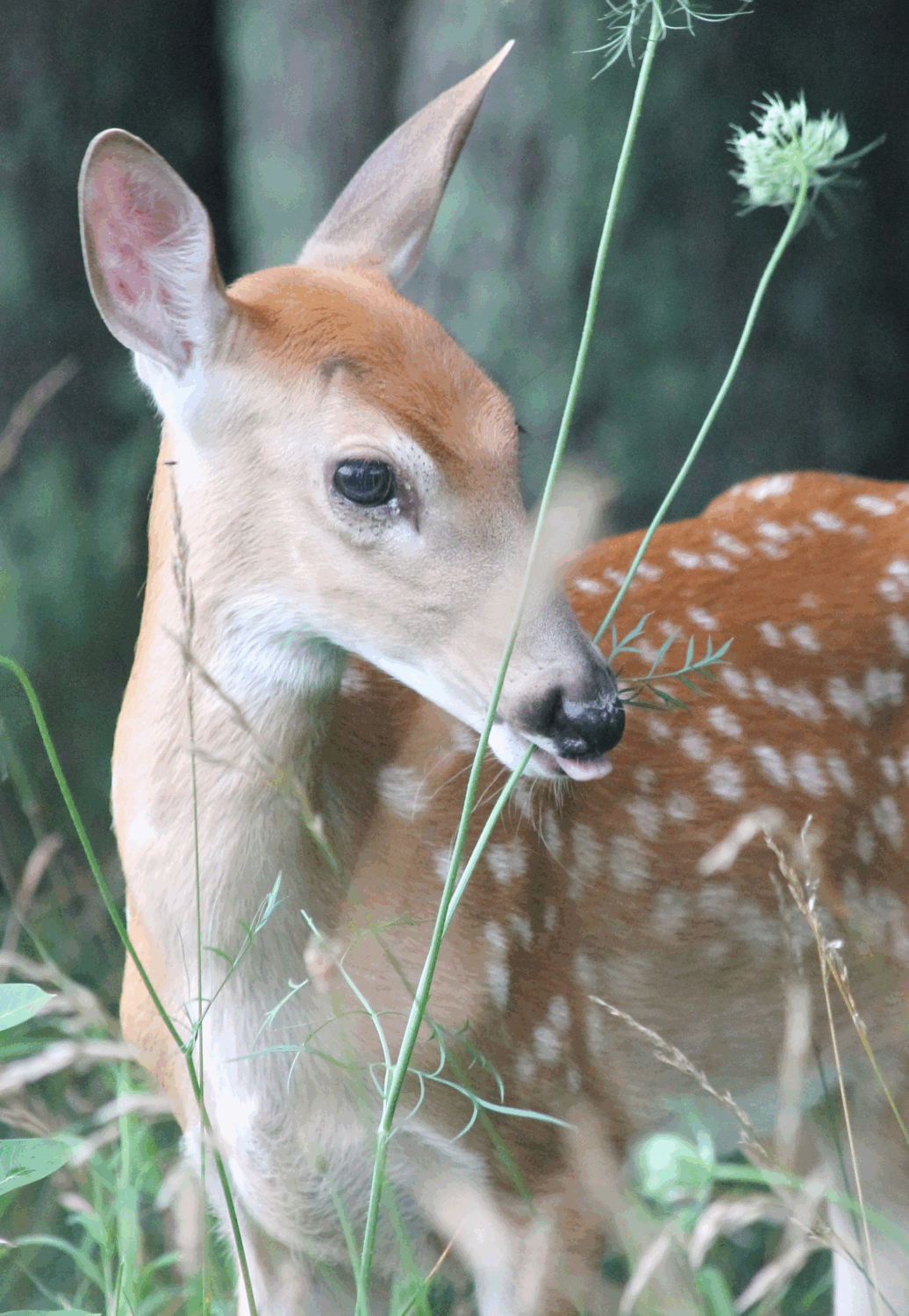 4200-Mandy-de-Meyer-014 Close-up van een bambihert die ontspannen op een bloemstengel knabbelt