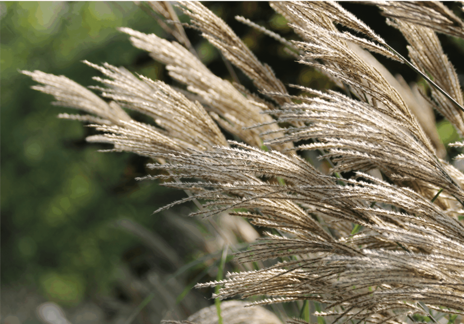 Close-up van kalm bewegend goudkleurig koren
