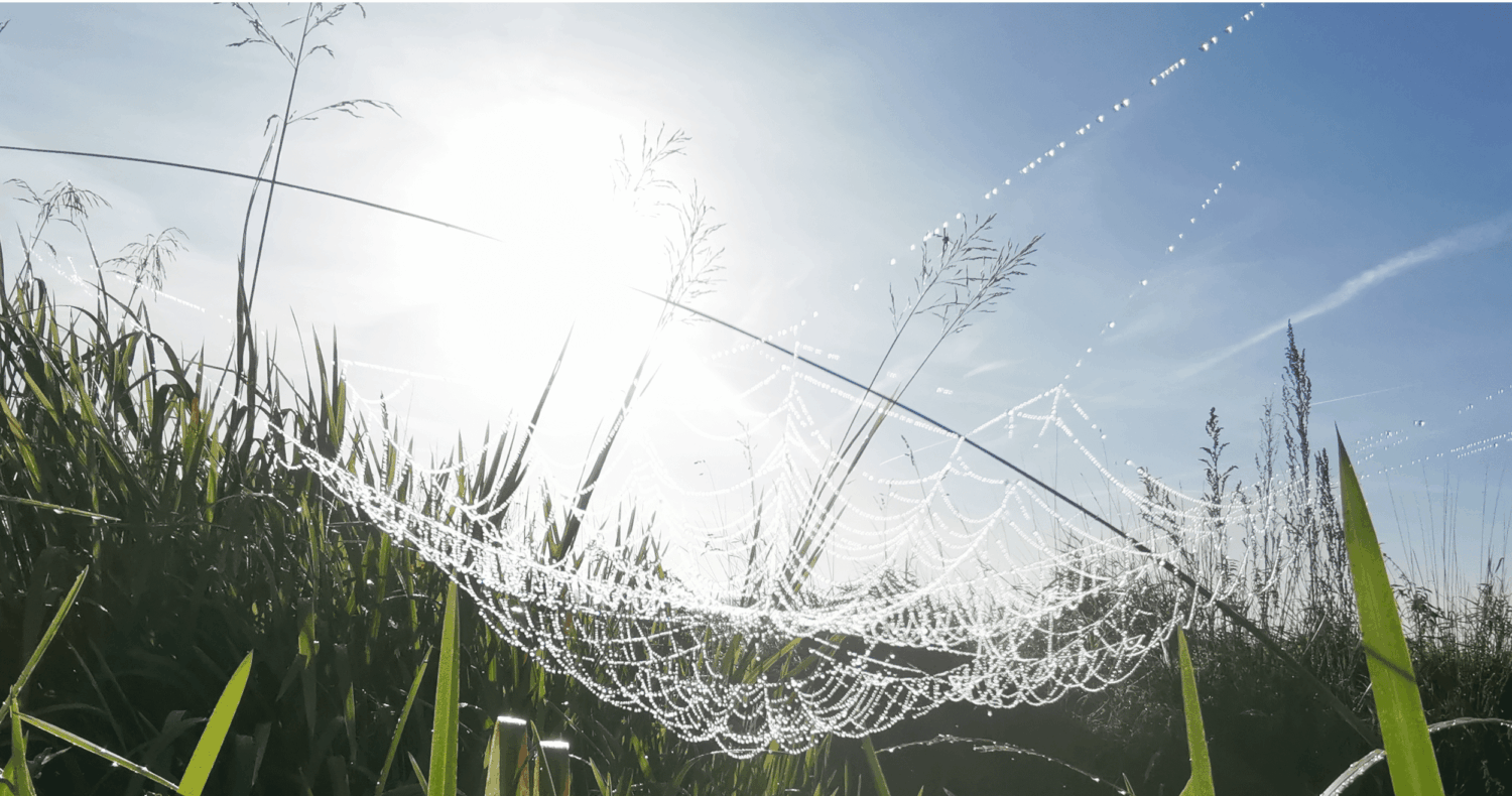 Spinneweb in het gras in de zon