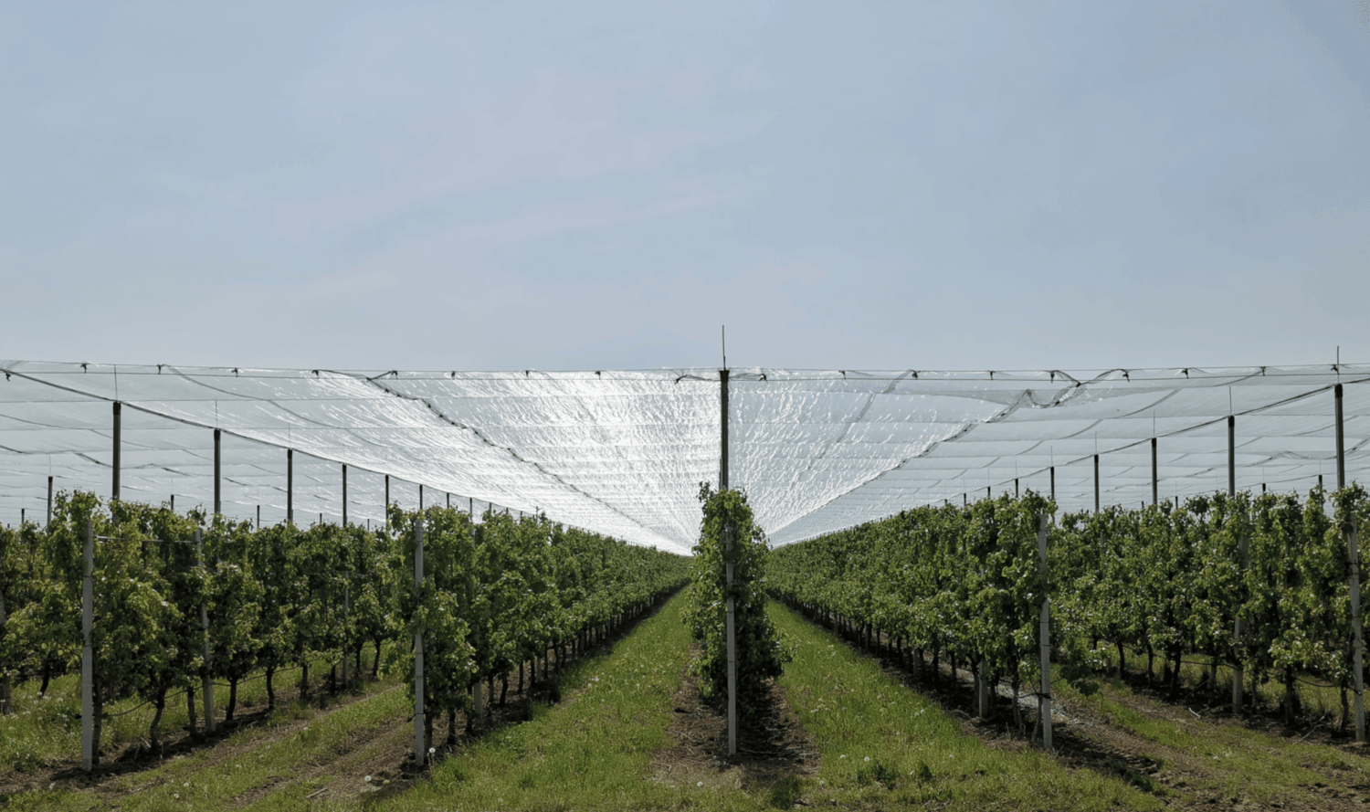 Door de zon verlicht transparante folie over gewassen heen