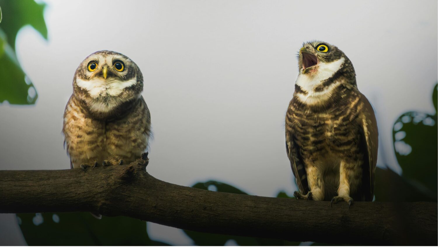 2 oehoes op een tak waarvan de rechter aan het kakelen is en de linker in elkaar duikt met grote ogen
