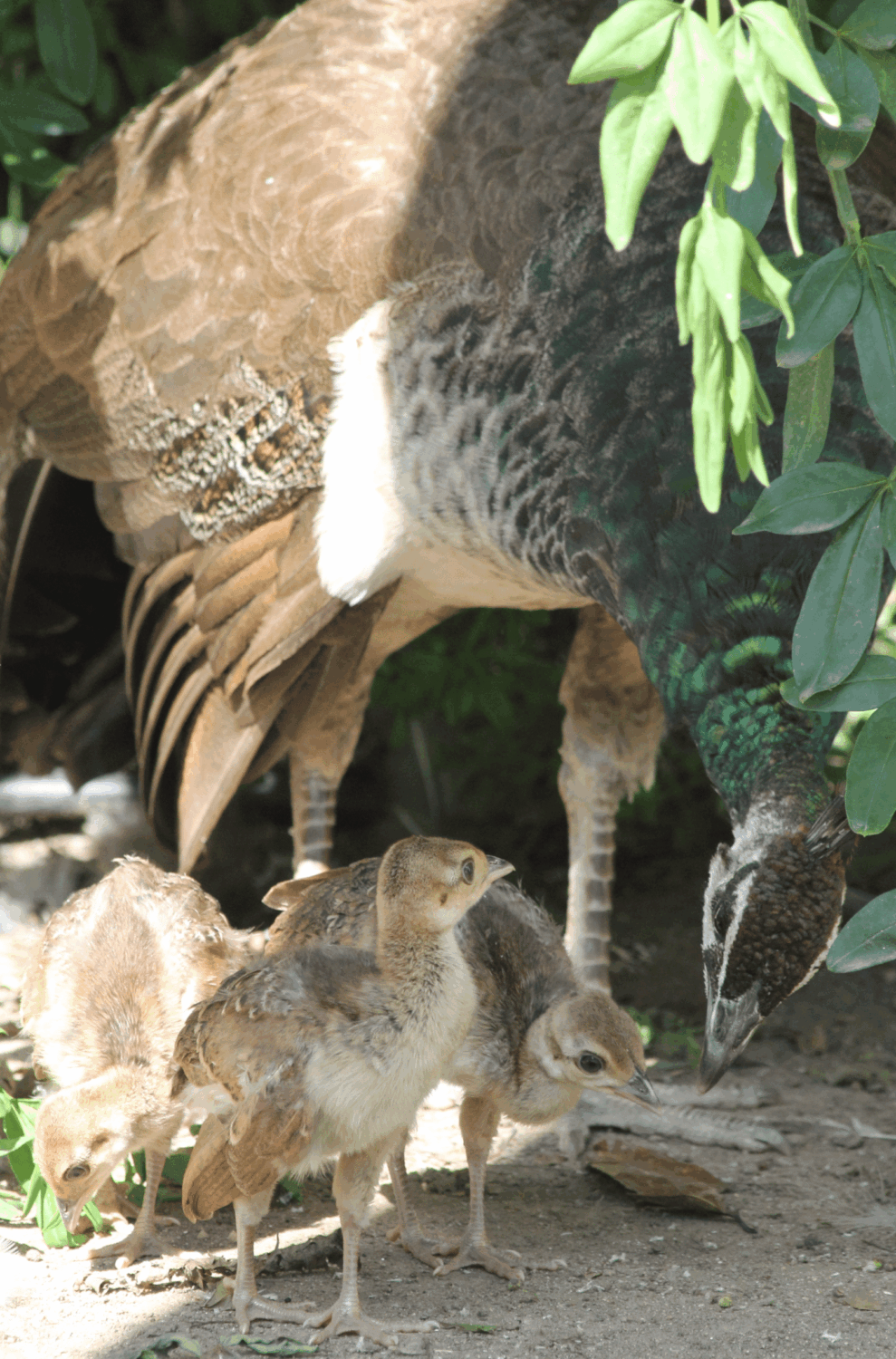 Moederpauw die zorgzaam vooroverbuigt naar haar kuikens en 1 kuiken kijkt naar haar